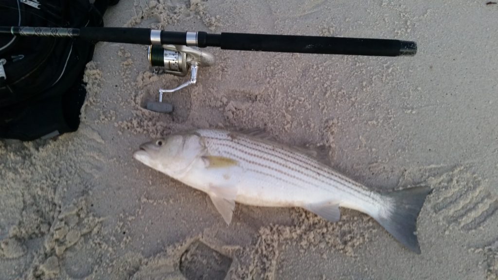 Catching my First Striped Bass while surf fishing NJ
